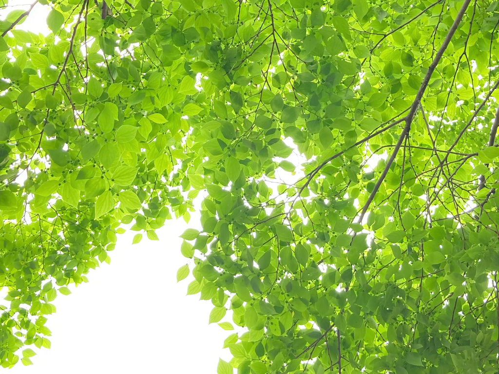 【樹木のヒトリゴト】<br>春の味覚