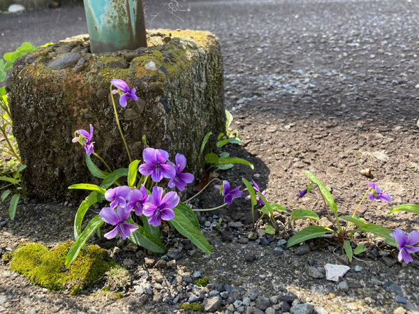 【樹木のヒトリゴト】春の花