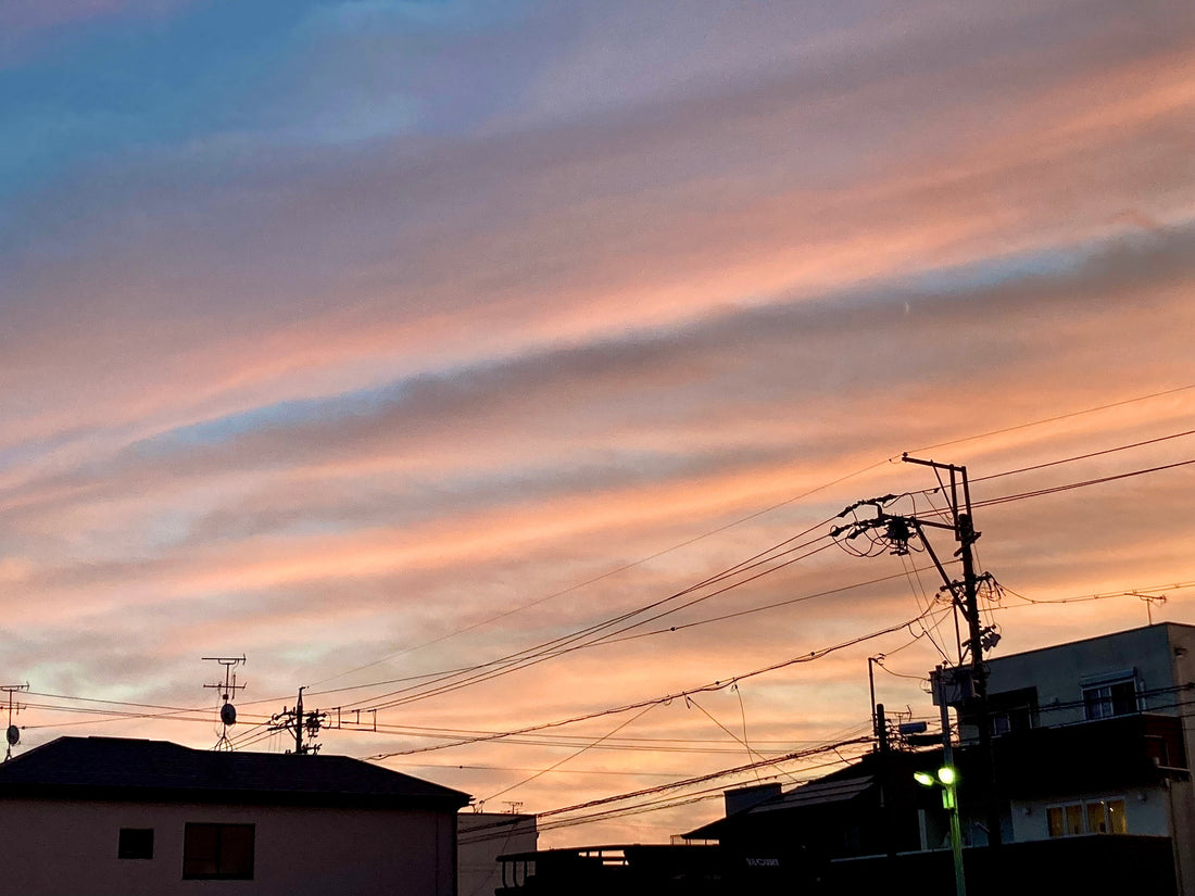 【樹木のヒトリゴト】秋採集