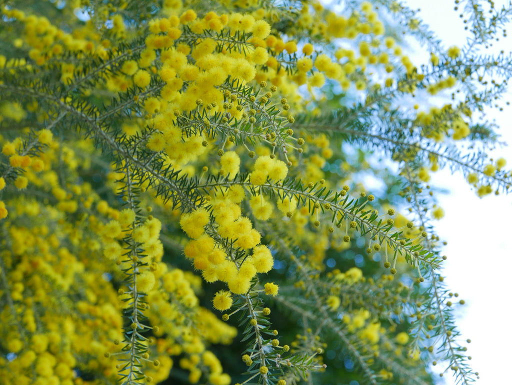 【樹木のヒトリゴト】冬の花たち