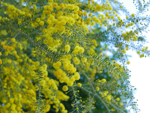 【樹木のヒトリゴト】冬の花たち