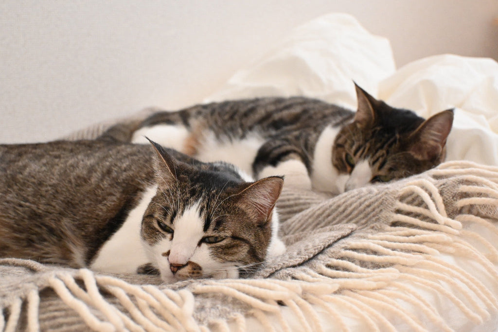 「我が家の癒し担当」スタッフブログを更新しました！（2/19更新）