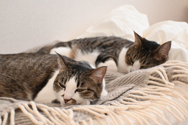 「我が家の癒し担当」スタッフブログを更新しました！（2/19更新）