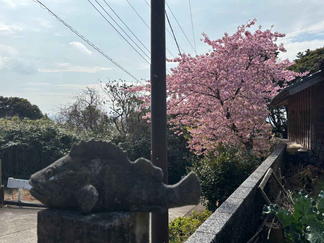 「河津桜とカサゴ」スタッフブログを更新しました！（3/20更新）