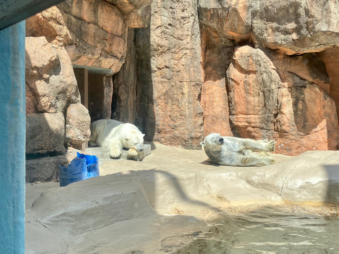 「日本平動物園に行ってきました！」スタッフブログ更新しました！（4/11更新）