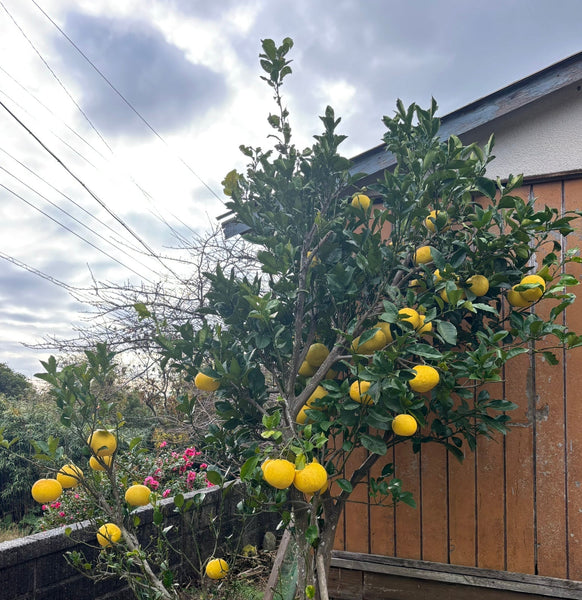 「文旦の季節」スタッフブログを更新しました！（12/25更新）