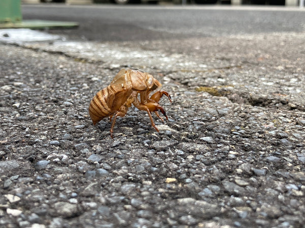 【樹木のヒトリゴト】<br>夏の風物詩