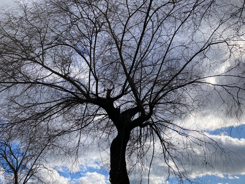 「冬の景色」スタッフブログを更新しました！（1/15更新）