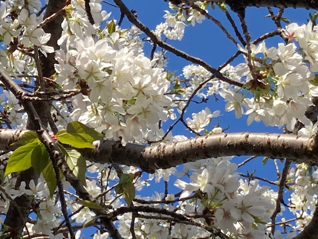 【樹木のヒトリゴト】桜パトロール