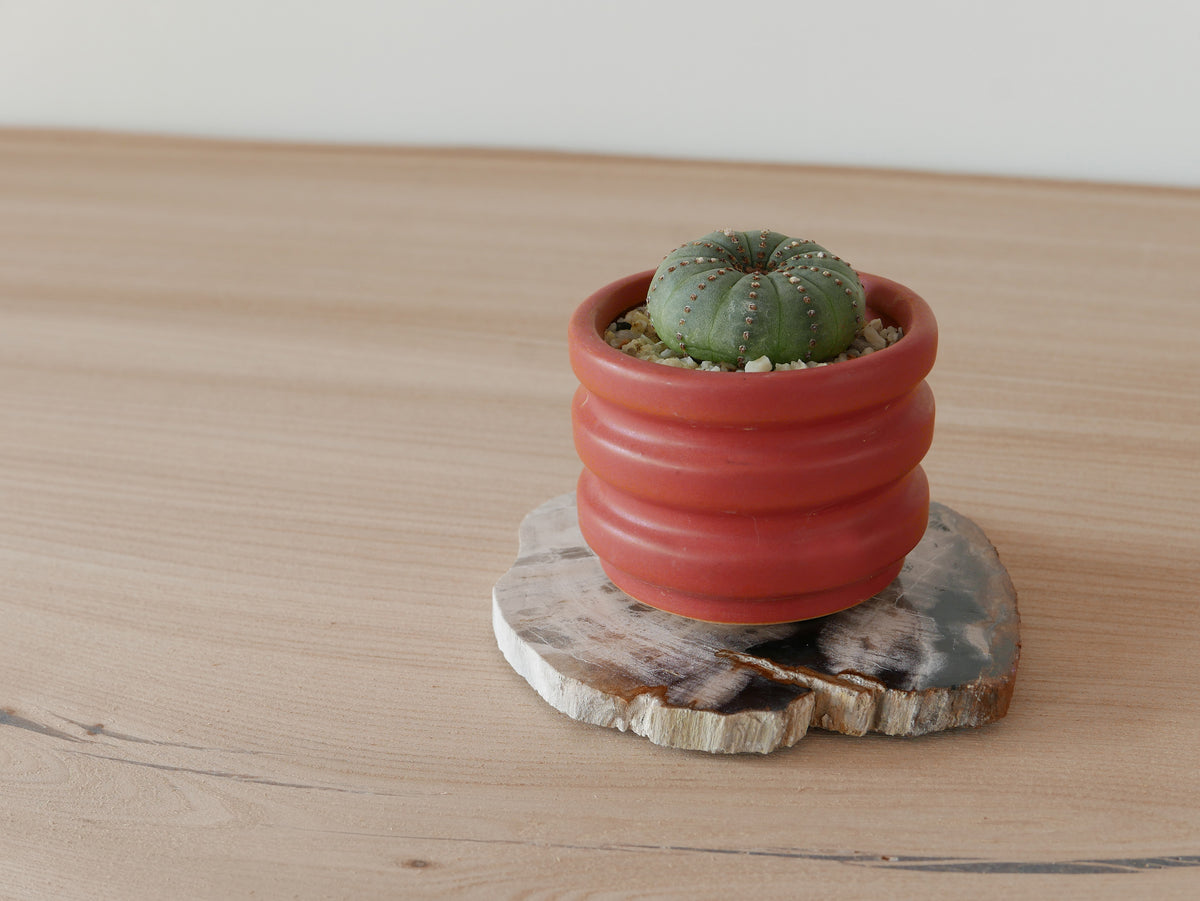 amabro｜WOOD COASTER　Natural【21～40】